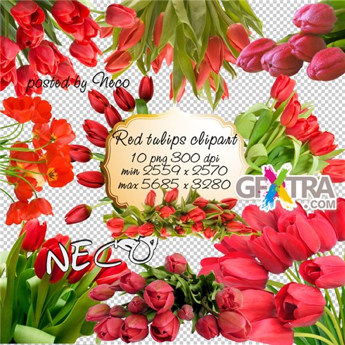 Red Tulips clipart PNG
