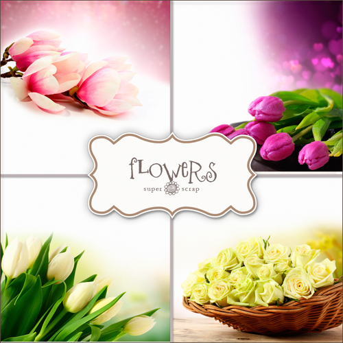 Flowers Backgrounds - White Roses, Colored Orchids