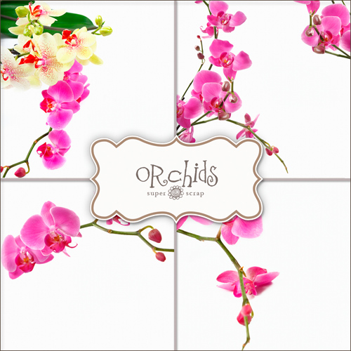New 2012 Backgrounds - Pink Orchids