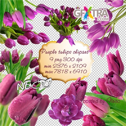 Purple tulips clipart PNG