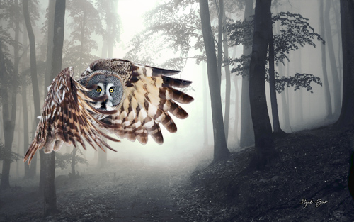 Creative Nature PSD Source - Owl Flying in the Forest