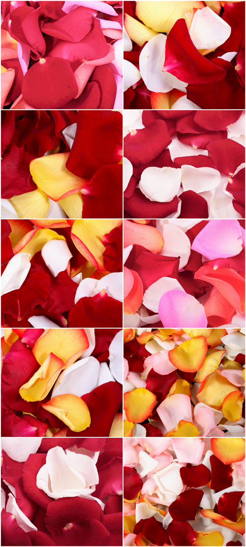Red Petals Of Flowers Backgrounds For Romantic Design 2012