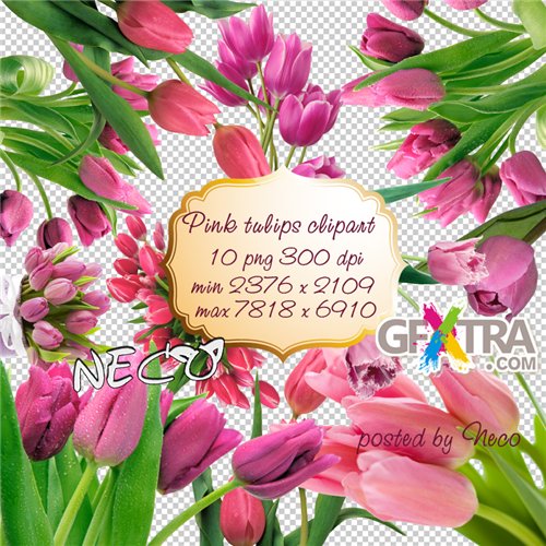 Pink Tulips clipart PNG