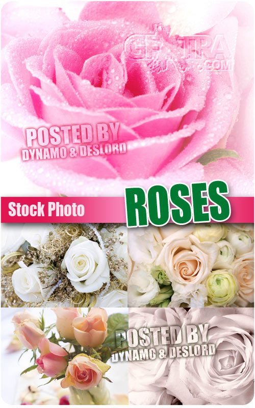 Roses - UHQ Stock Photo