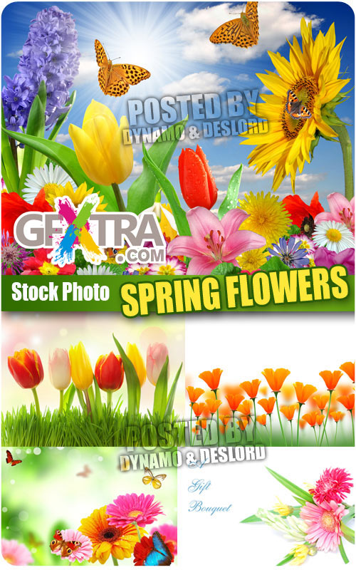 Spring Flowers - UHQ Stock Photo