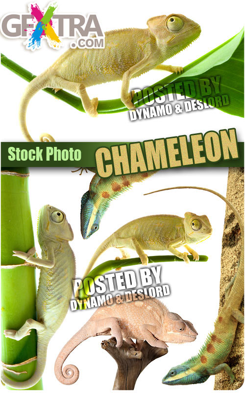 Chameleon 2 - UHQ Stock Photo