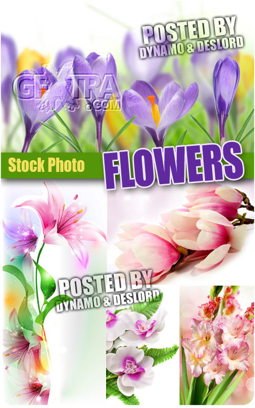 Flowers - UHQ Stock Photo