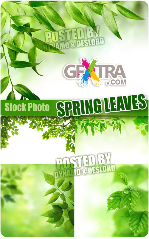 Spring leaves - UHQ Stock Photo