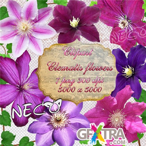Clipart - Clematis flowers PNG