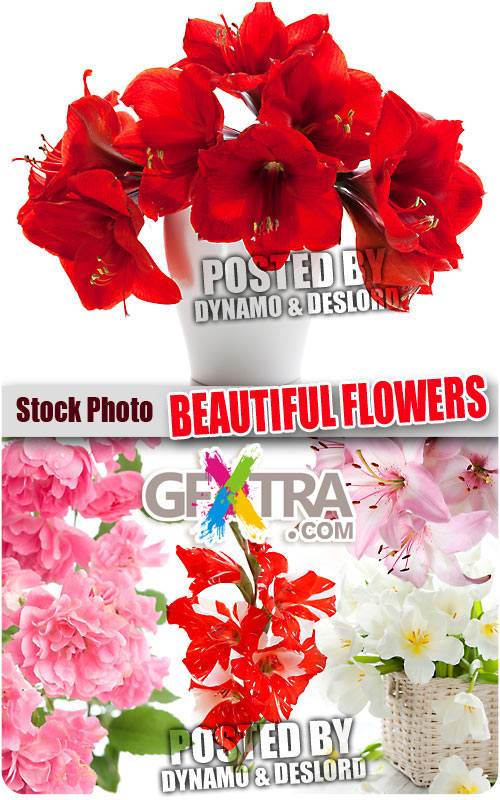 Beautiful flowers - UHQ Stock Photo