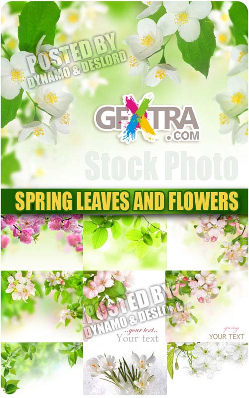 Spring leaves and flowers - UHQ Stock Photo