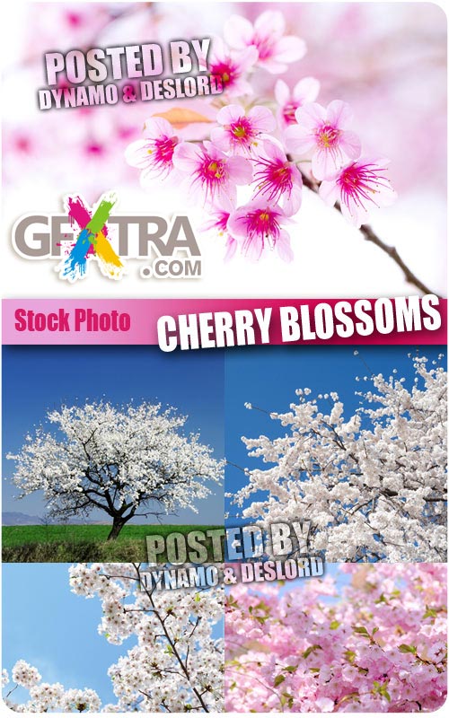Cherry blossoms - UHQ Stock Photo