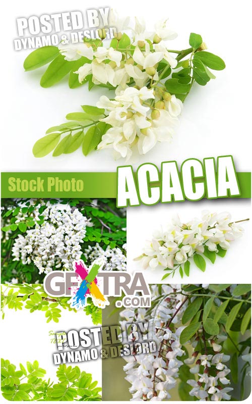 Acacia - UHQ Stock Photo