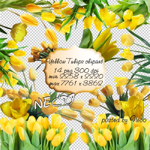Yellow Tulips clipart PNG  