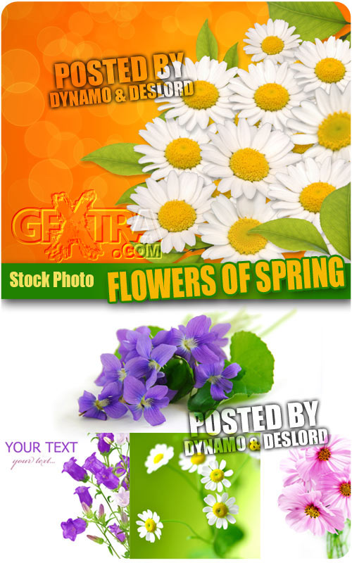 Flowers of Spring - Stock Photo