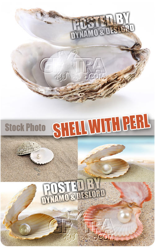 Shell with perl - UHQ Stock Photo