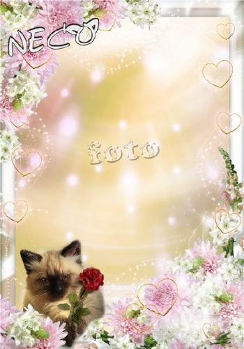 A romantic frame with a cat lover - I give you a flower