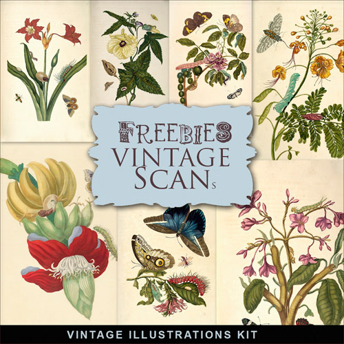 Scrap-Kit - Vintage New Illustration With various Flowers Images