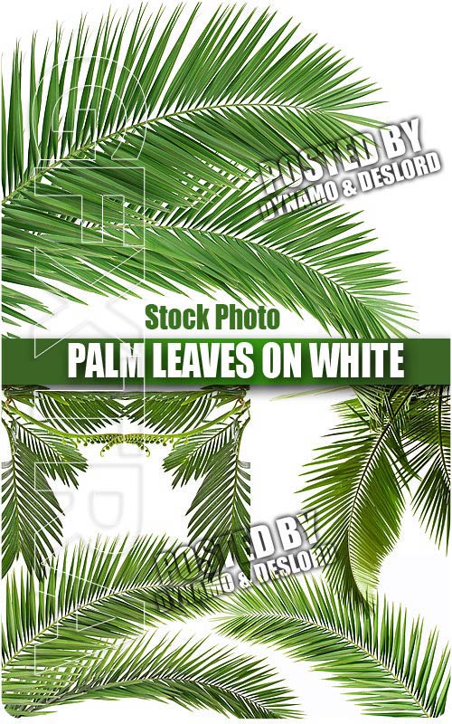 Palm leaves on white - UHQ Stock Photo