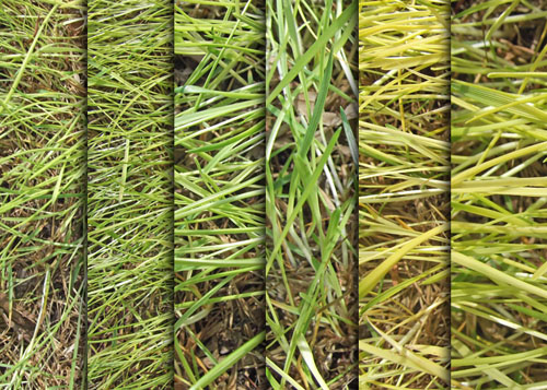 Grass Textures Pack