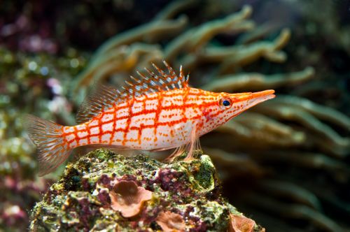 Amazing Underwater Collection - Shutterstock 25xJPGs