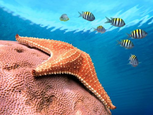 Amazing Underwater Collection 25xJPG