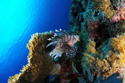 Amazing Underwater Collection - Shutterstock 25xJPGs