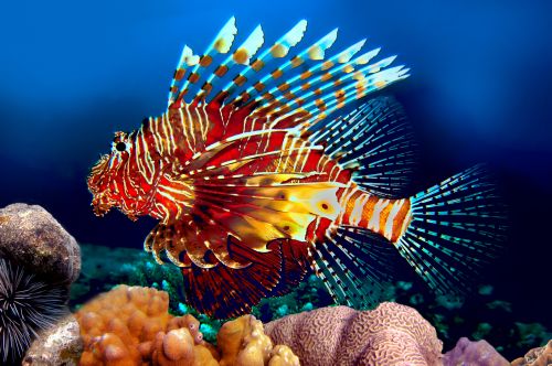 Amazing Underwater Collection 25xJPG