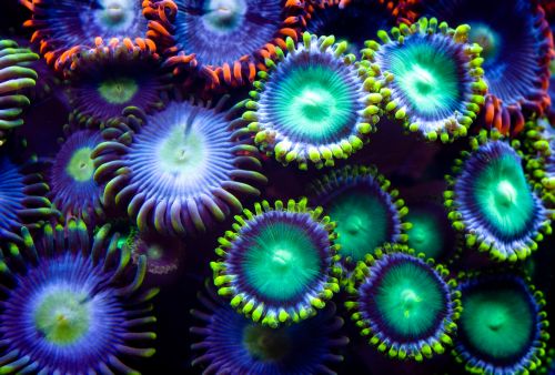Amazing Underwater Collection 25xJPG