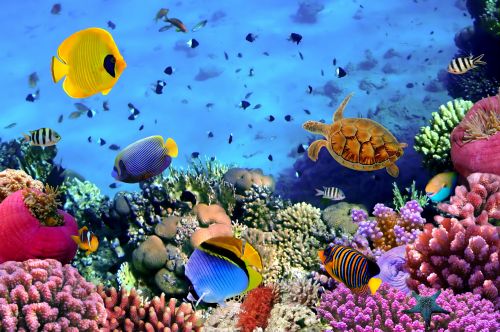 Amazing Underwater Collection 25xJPG