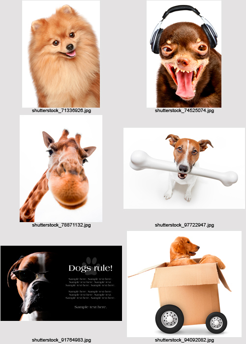 Amazing SS - Funny Animals, 25xJPGs Amazing SS - Funny Animals, 25xJPGs