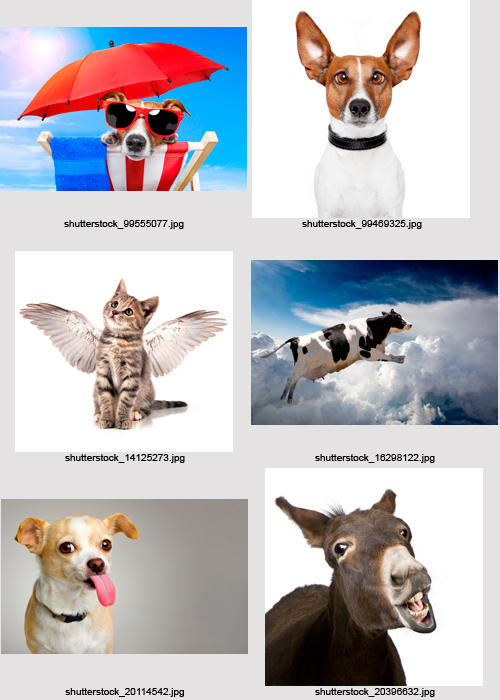 Amazing SS - Funny Animals, 25xJPGs Amazing SS - Funny Animals, 25xJPGs