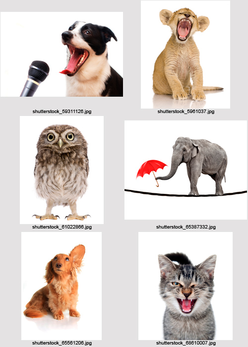 Amazing SS - Funny Animals, 25xJPGs Amazing SS - Funny Animals, 25xJPGs