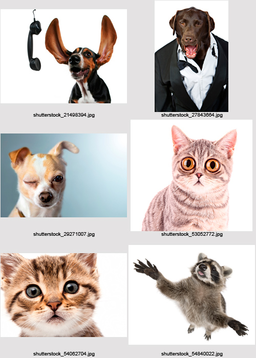 Amazing SS - Funny Animals, 25xJPGs Amazing SS - Funny Animals, 25xJPGs