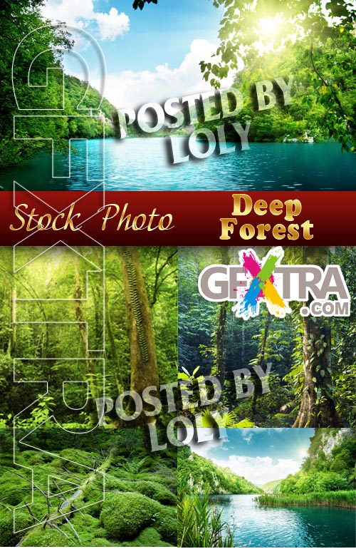 Deep Forest - Stock Photo