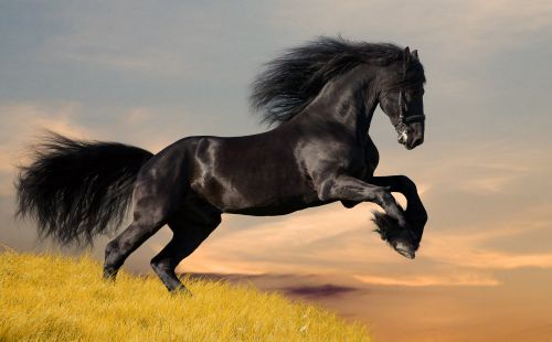 Horses Collection - Shutterstock 25xJPGs