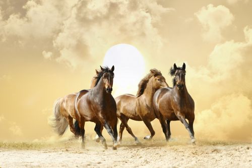 Horses Collection - Shutterstock 25xJPGs