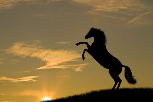 Horse Collection 24xJPG