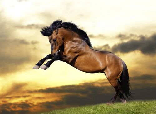 Horse Collection 24xJPG