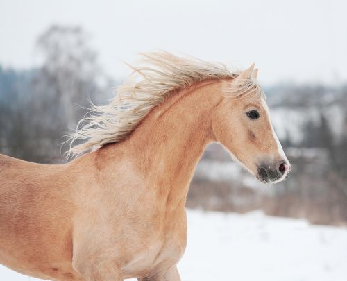 Horse Collection 24xJPG