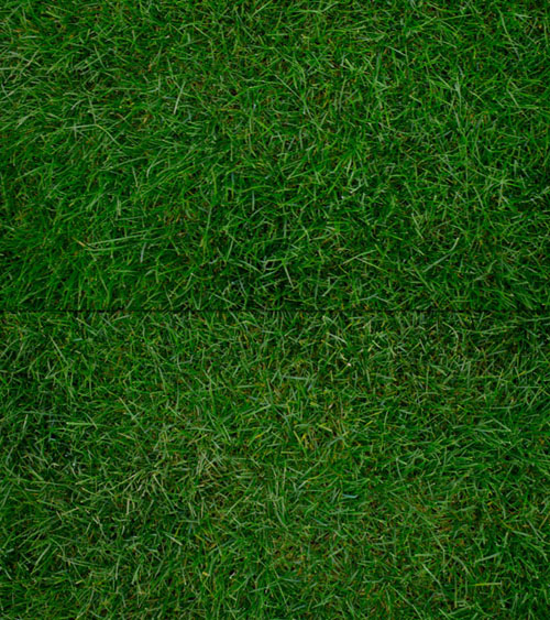 Grass Textures Set