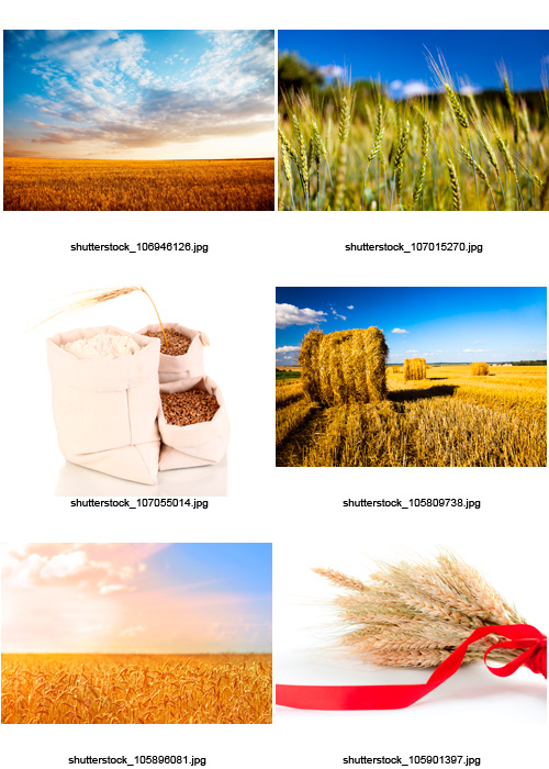 Amazing SS - Wheat &amp; Bread, 25xJPGs