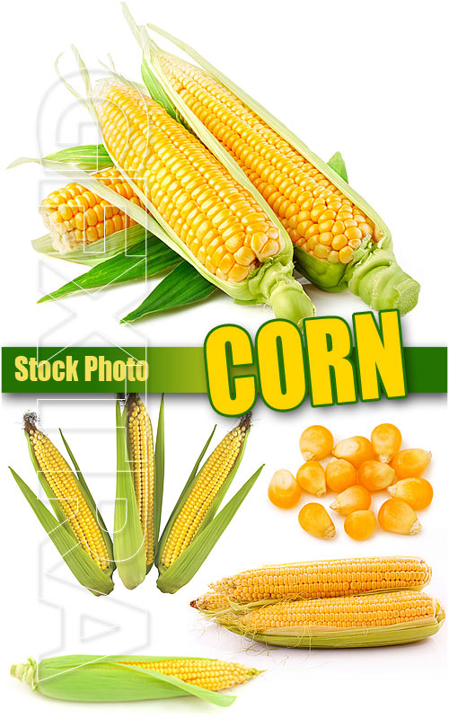 Corn - UHQ Stock Photo