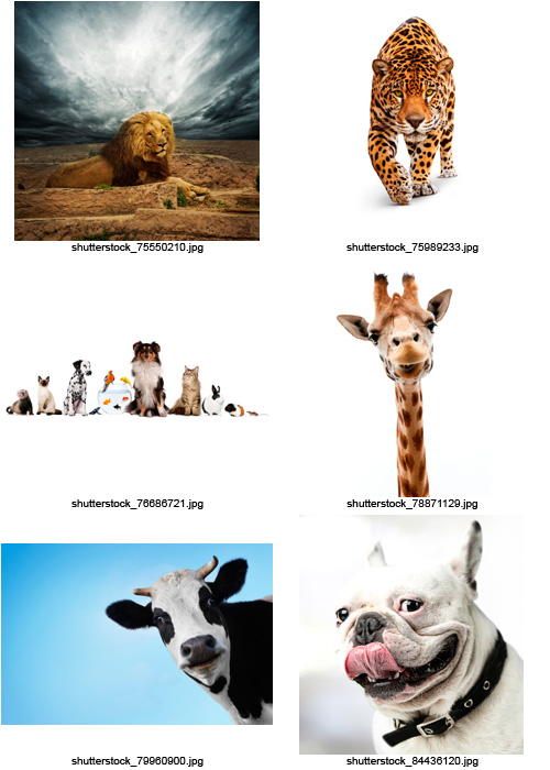 Amazing SS - Animals of the World, 25xJPGs