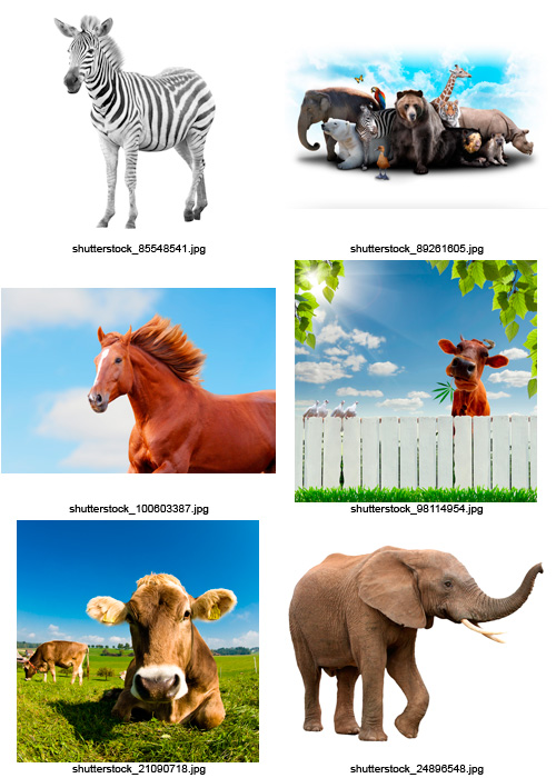 Amazing SS - Animals of the World, 25xJPGs