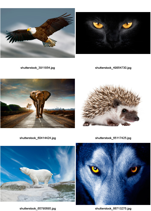 Amazing SS - Animals of the World, 25xJPGs