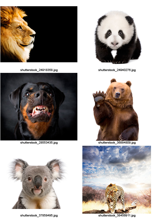 Amazing SS - Animals of the World, 25xJPGs