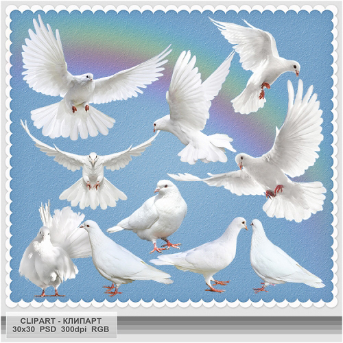 White doves clipart - elements PSD v.1