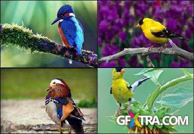 50 Beautiful Birds HD Wallpapers