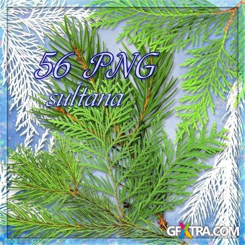 Clipart - Twigs and arborvitae trees on a transparent background